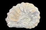 Cut/Polished Calycoceras Ammonite (Half) - Texas #93549-1